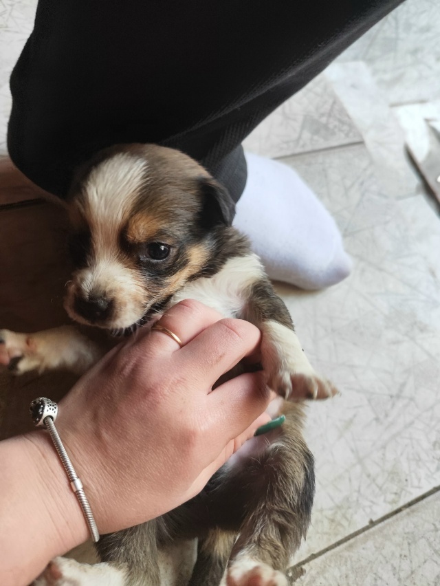 Пропала собака в Майкопе — фото объявления