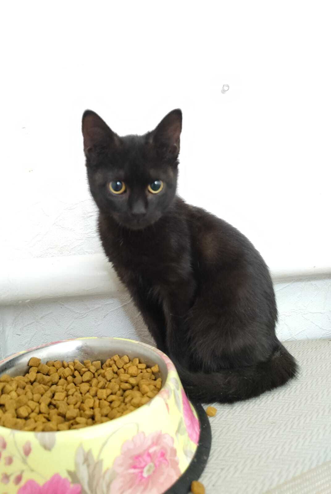 Найдена собака в Майкопе — фото объявления