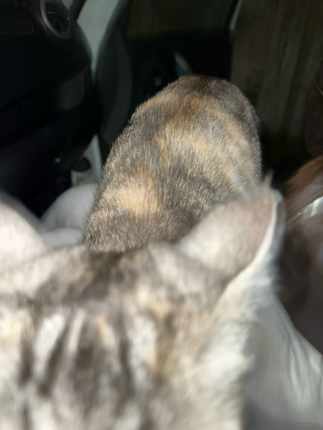 Найдена кошка в Майкопе — фото объявления