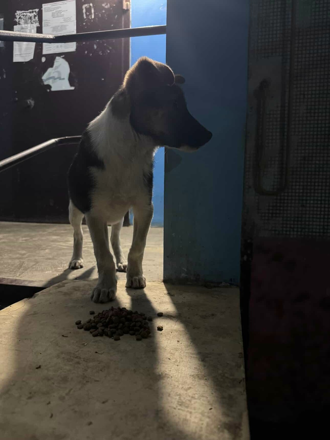 Пропала собака в Майкопе — фото объявления