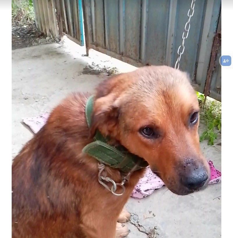 Пропала собака в Майкопе — фото объявления