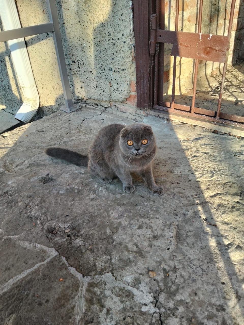 Пропала кошка в Майкопе — фото объявления