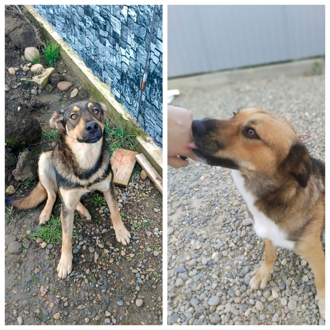 Найдена собака в Майкопе — фото объявления