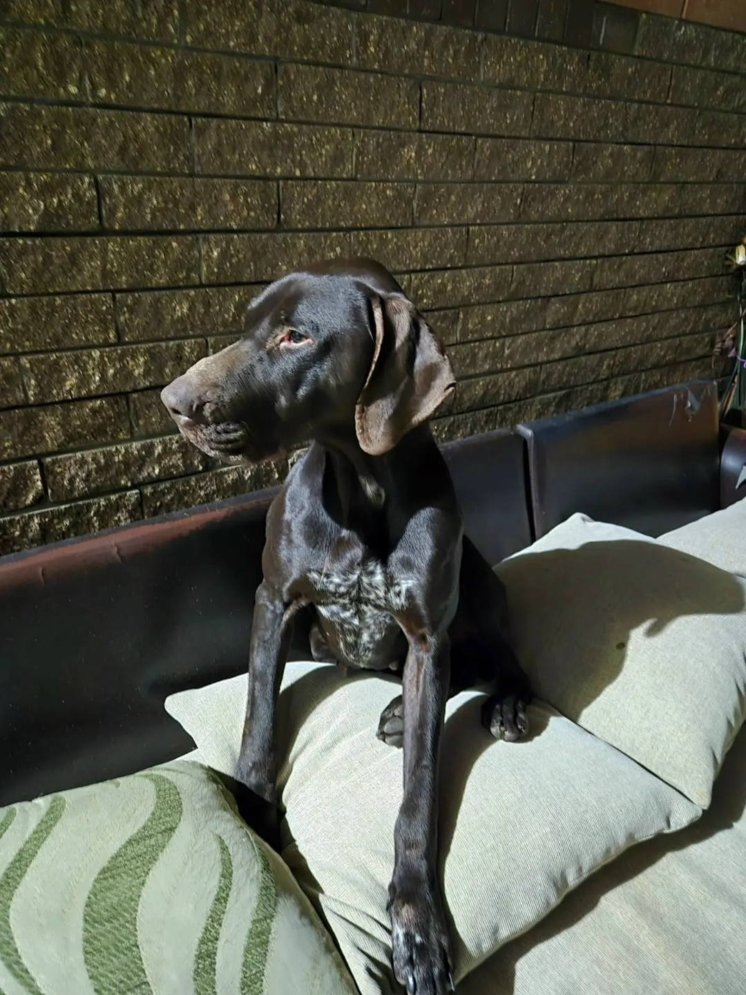 Найдена собака в Майкопе — фото объявления