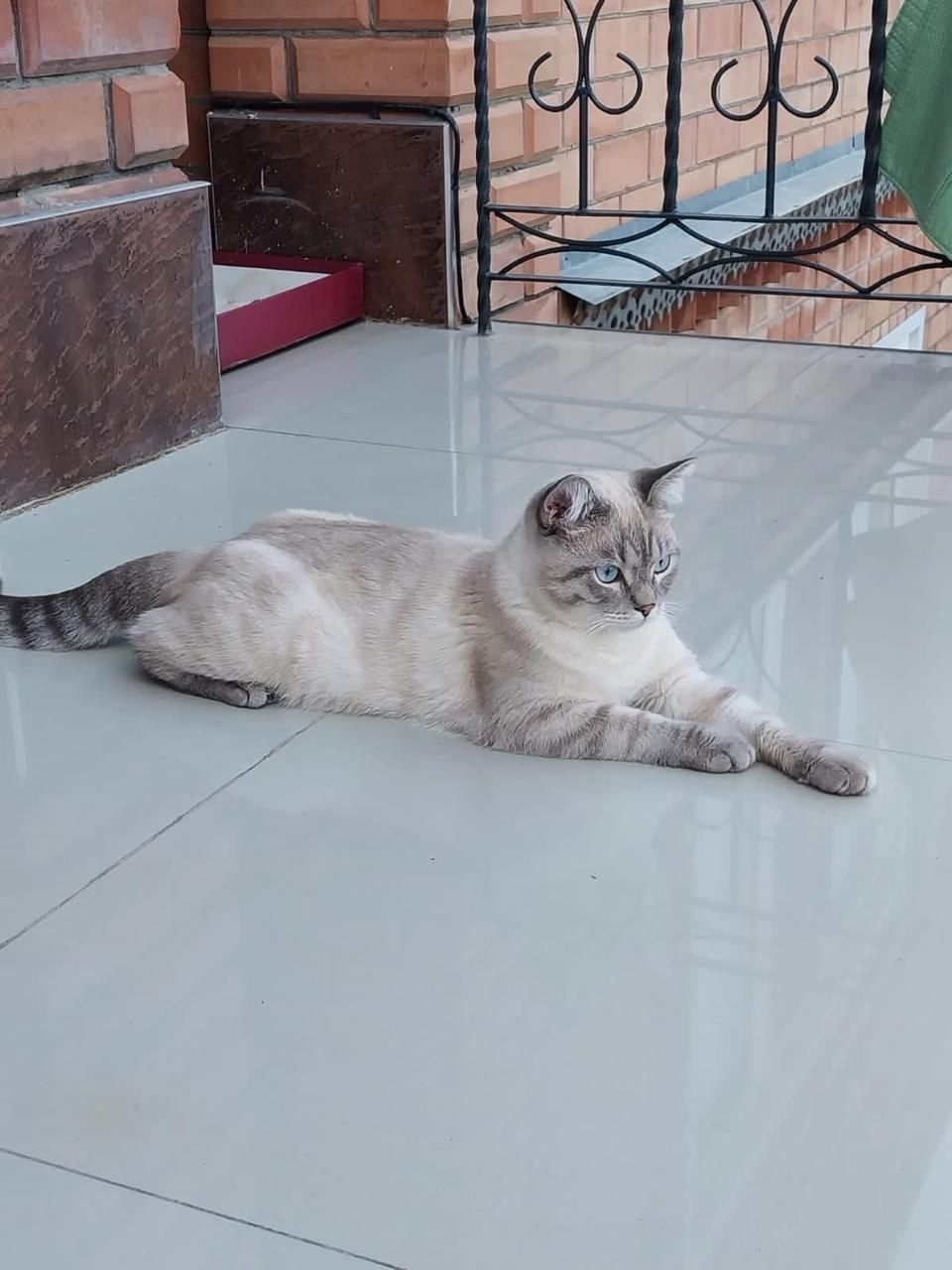 Пропала кошка в Майкопе — фото объявления