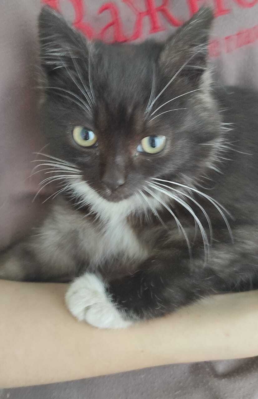 Пропала кошка в Майкопе — фото объявления