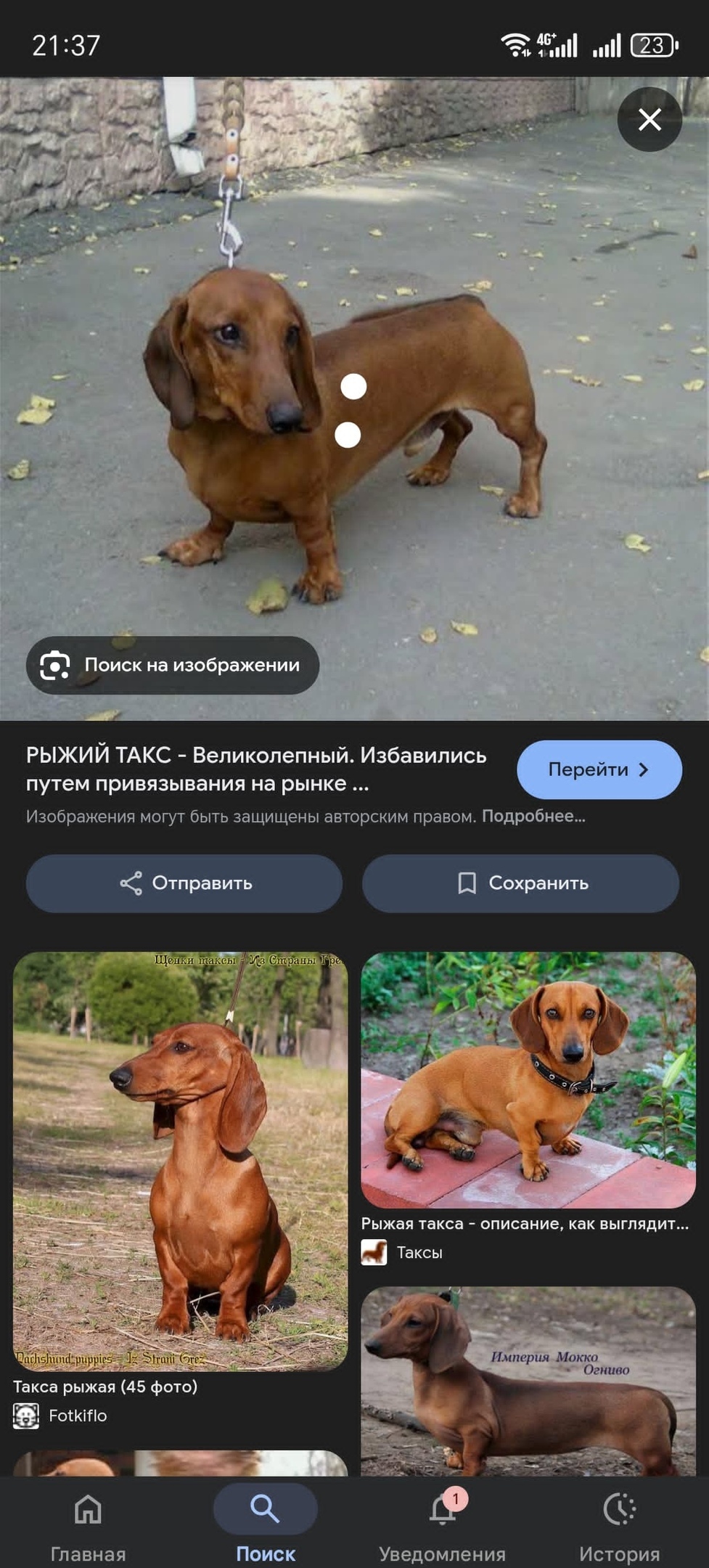 Пропала собака в Майкопе — фото объявления