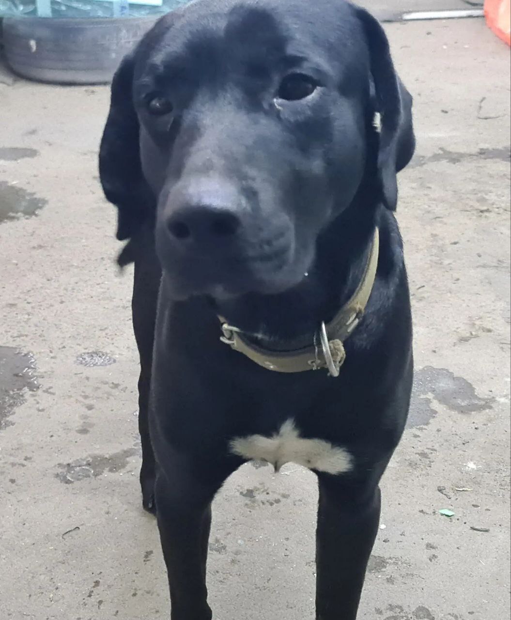 Пропала собака в Майкопе — фото объявления