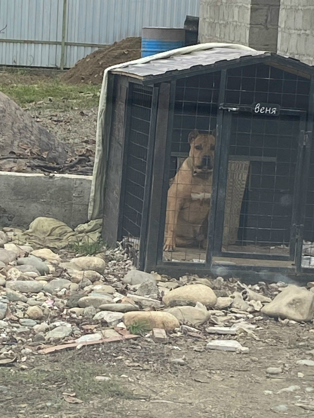 Пропала собака в Майкопе — фото объявления