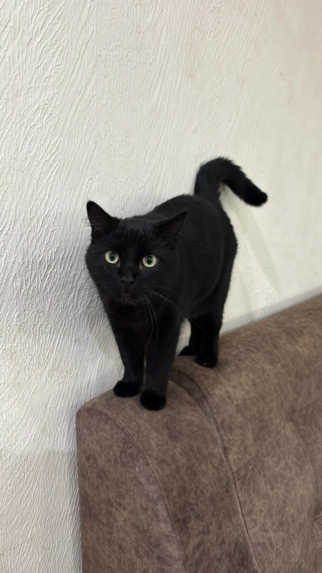 Пропала кошка в Майкопе — фото объявления