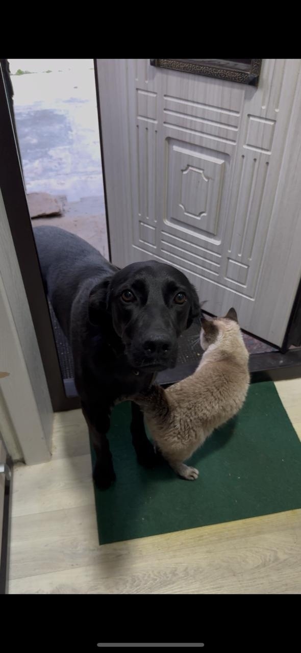 Пропала собака в Майкопе — фото объявления