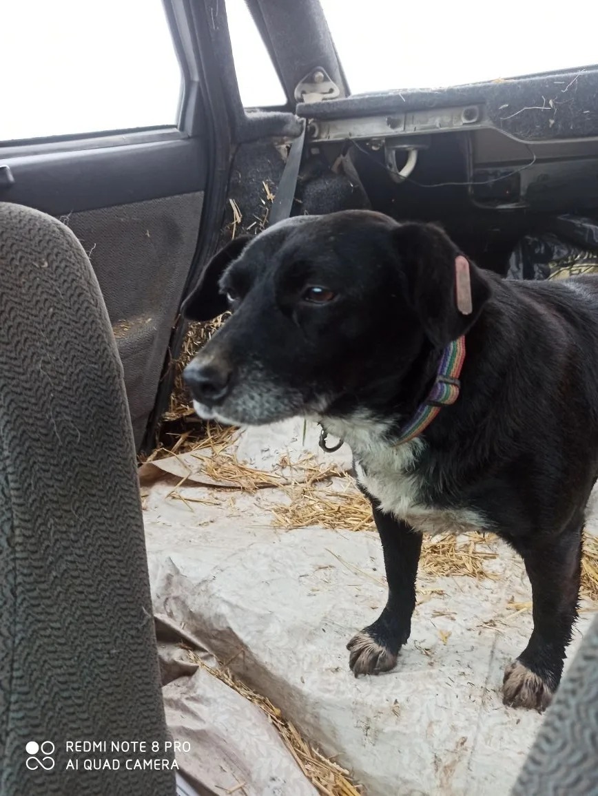 Найдена собака в Майкопе — фото объявления