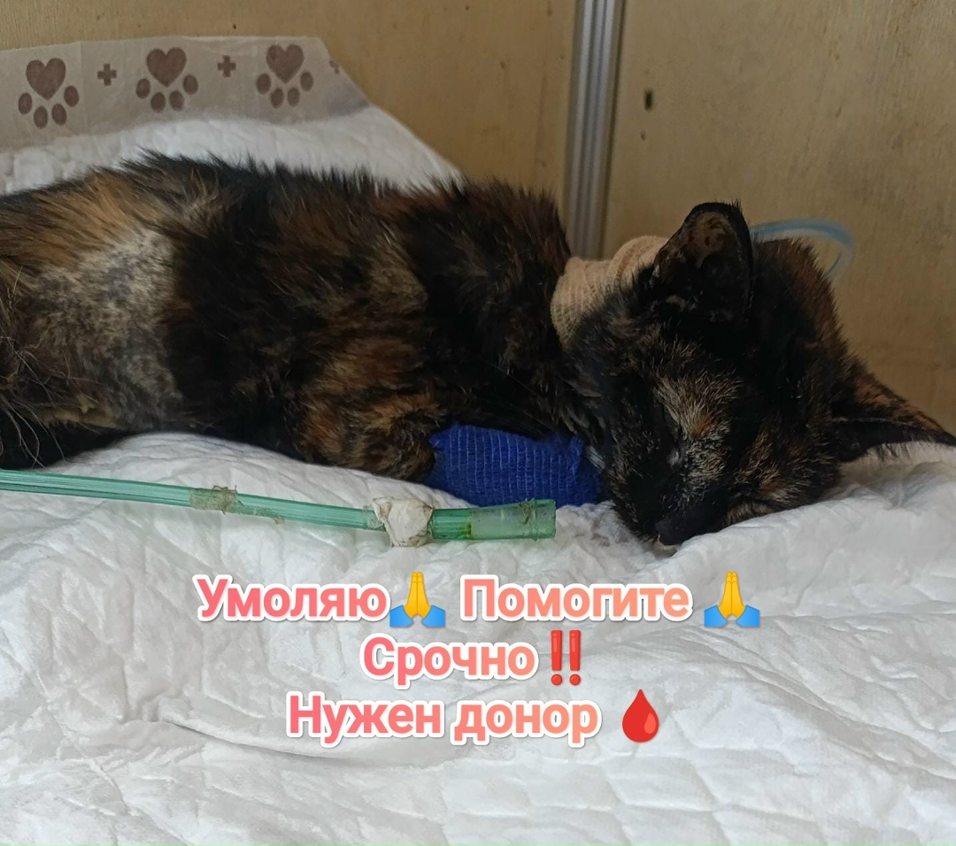 Найдена кошка в Майкопе — фото объявления