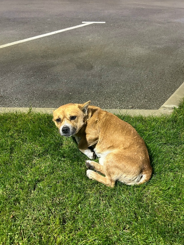 Найдена собака в Майкопе — фото объявления