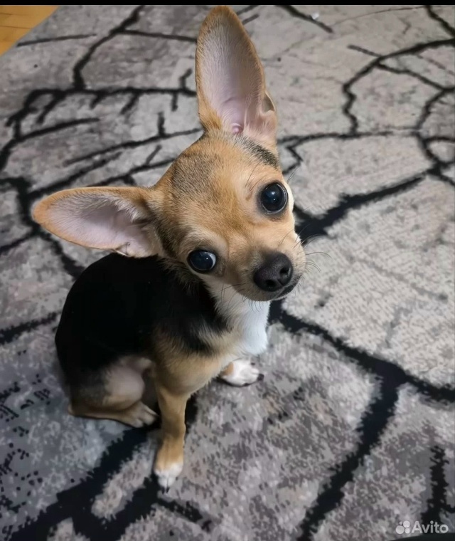 Пропала собака в Майкопе — фото объявления