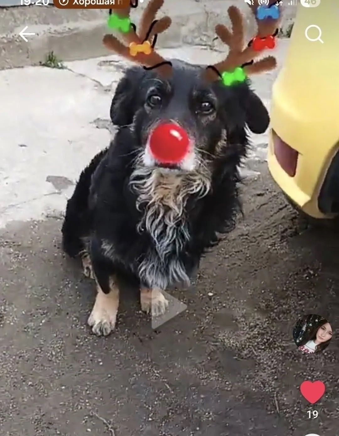 Пропала собака в Майкопе — фото объявления