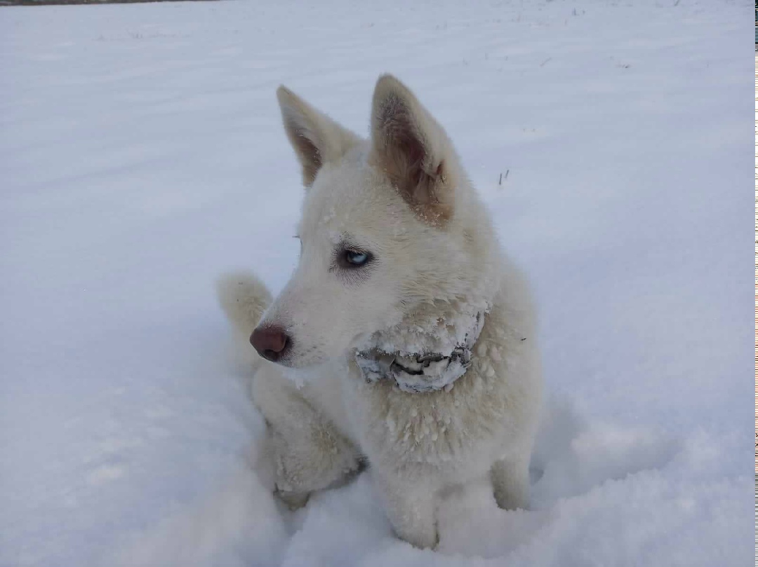 Пропала собака в Майкопе — фото объявления