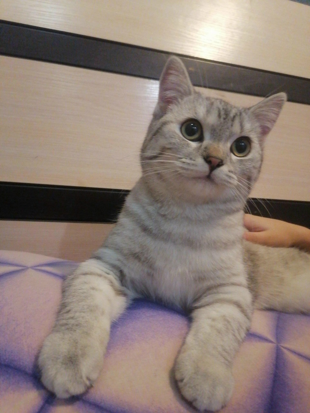 Найдена кошка в Майкопе — фото объявления