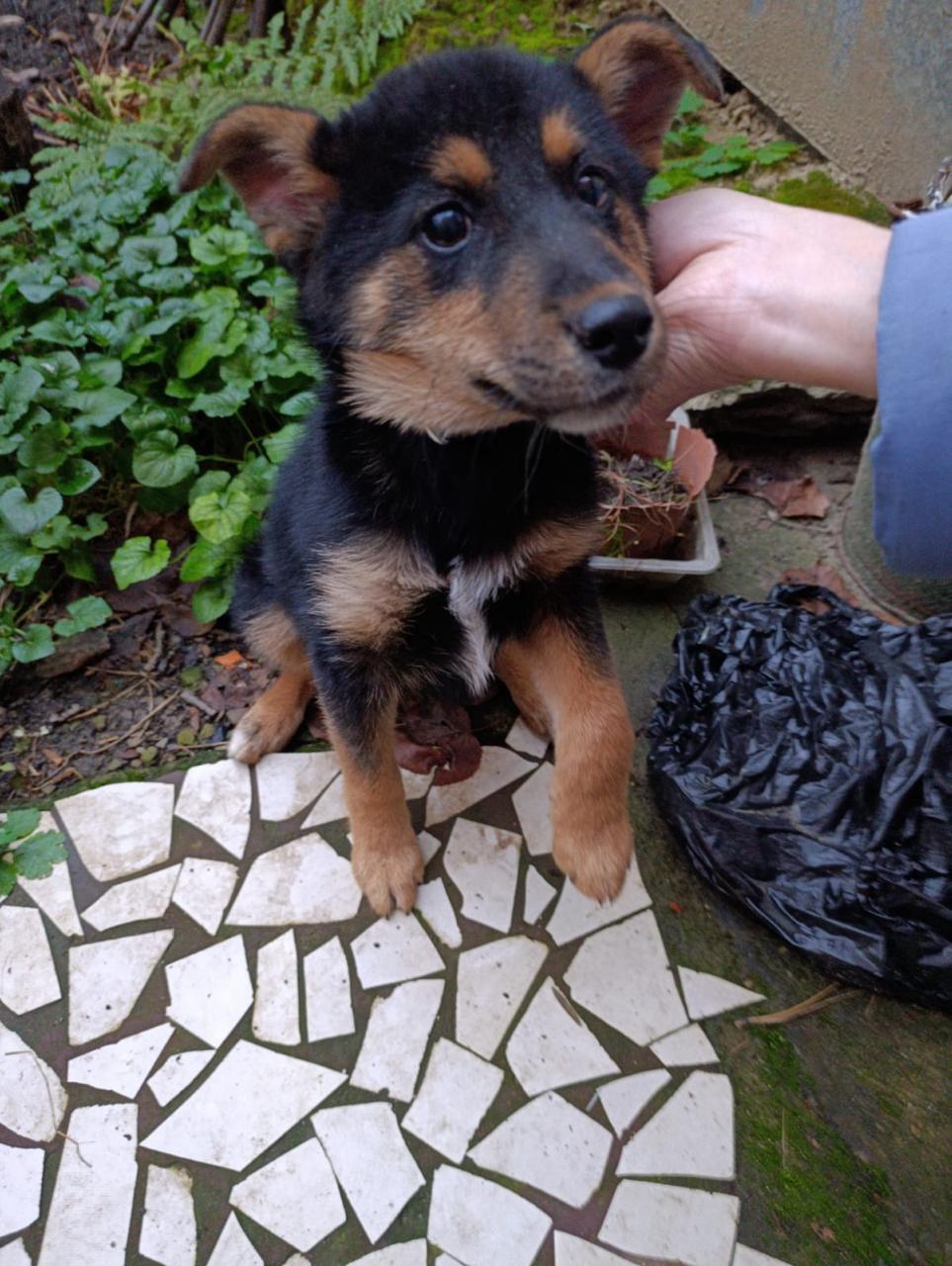 Найдена собака в Майкопе — фото объявления