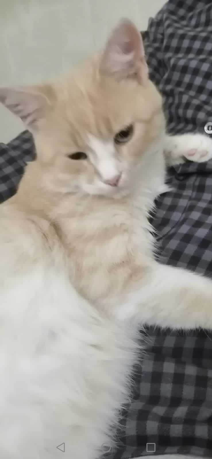 Пропала кошка в Майкопе — фото объявления