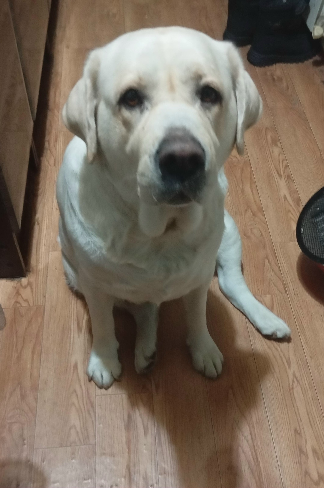 Пропала собака в Майкопе — фото объявления