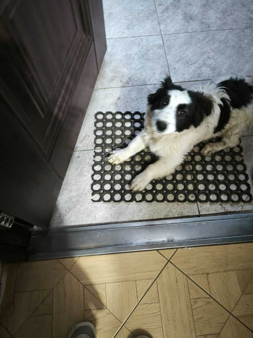 Пропала собака в Майкопе — фото объявления