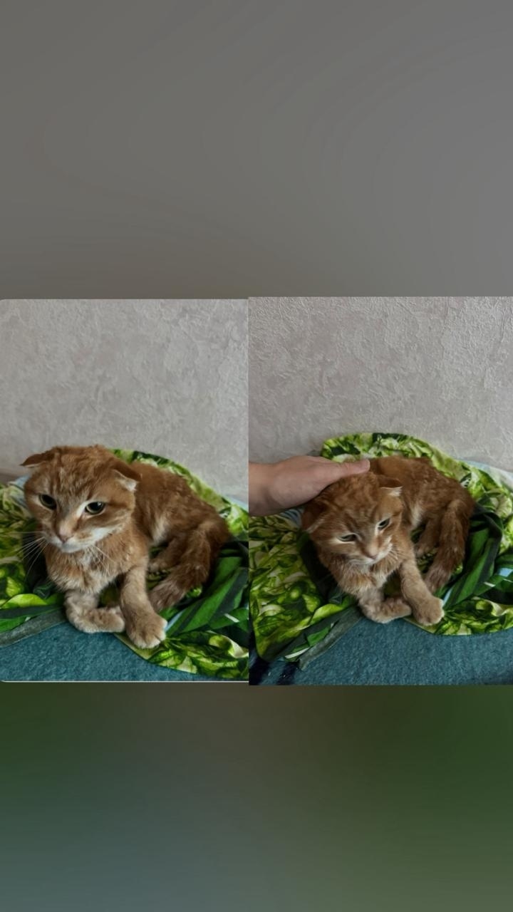 Найдена кошка в Майкопе — фото объявления