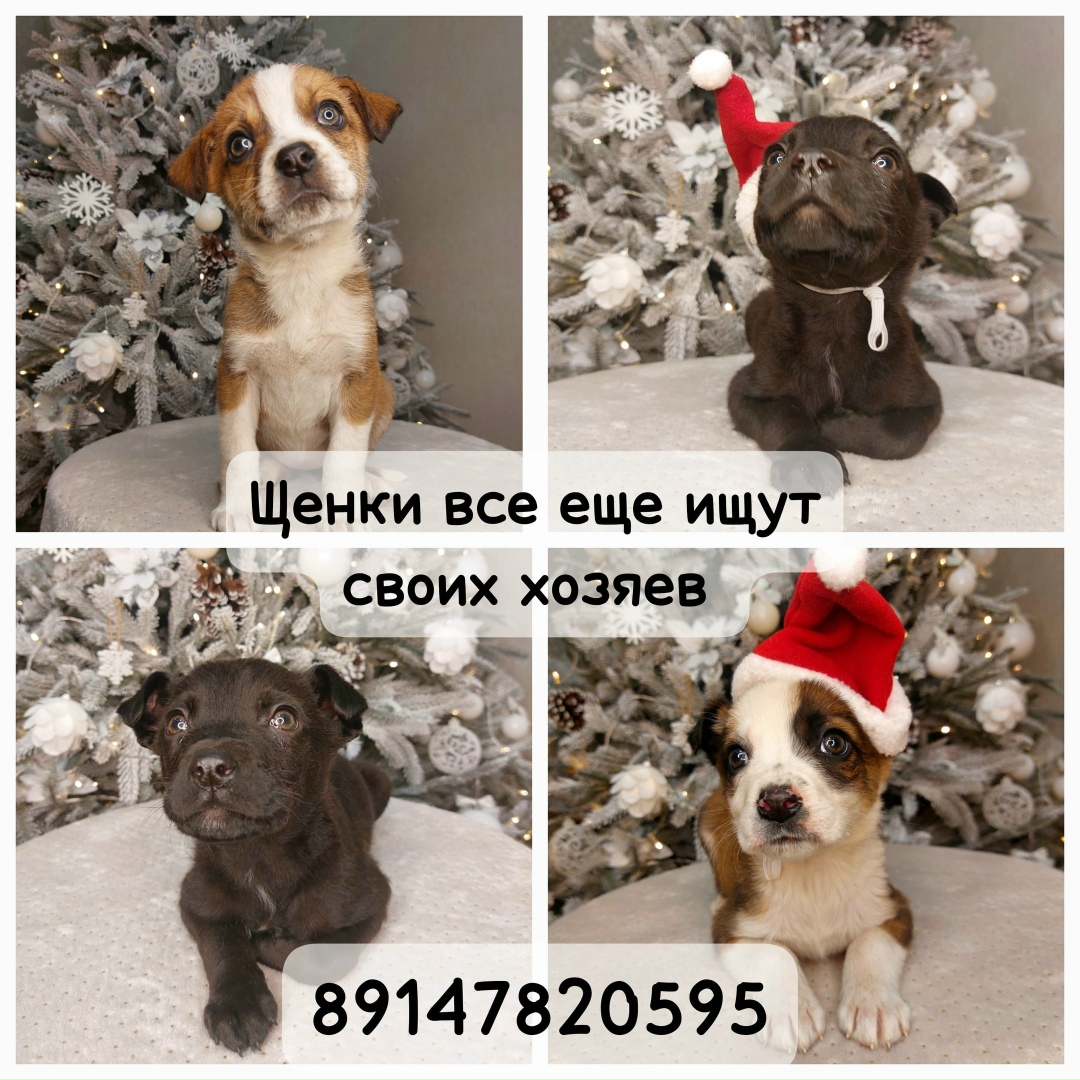 Найдена собака в Майкопе — фото объявления