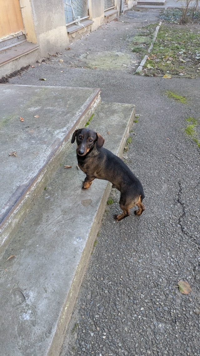 Найдена собака в Майкопе — фото объявления