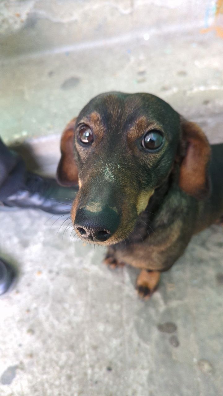 Найдена собака в Майкопе — фото объявления