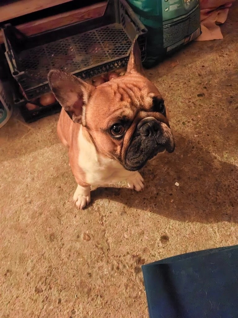 Найдена собака в Майкопе — фото объявления