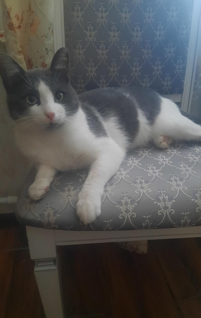 Пропала кошка в Майкопе — фото объявления