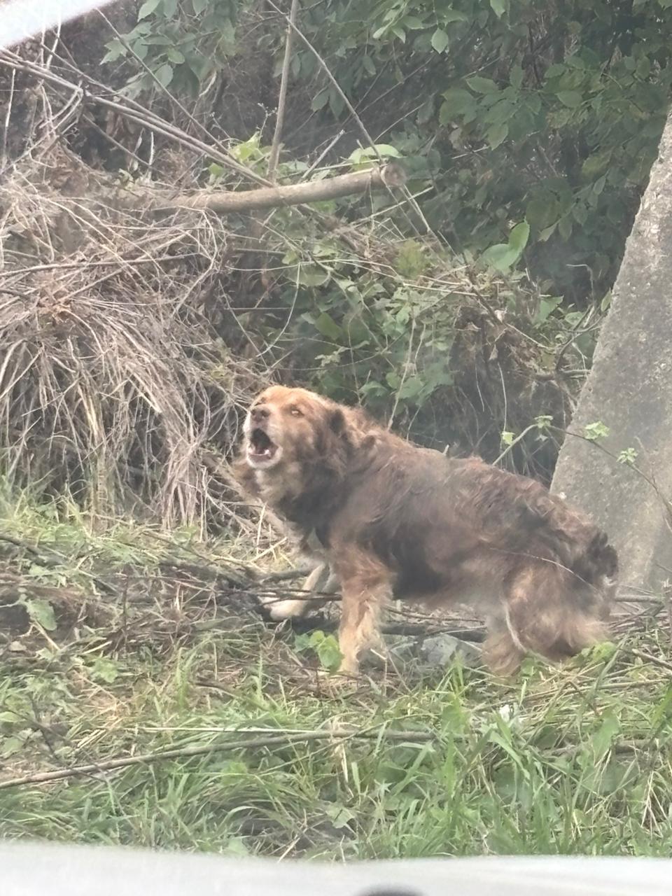 Пропала собака в Майкопе — фото объявления