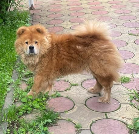 Пропала собака в Майкопе — фото объявления