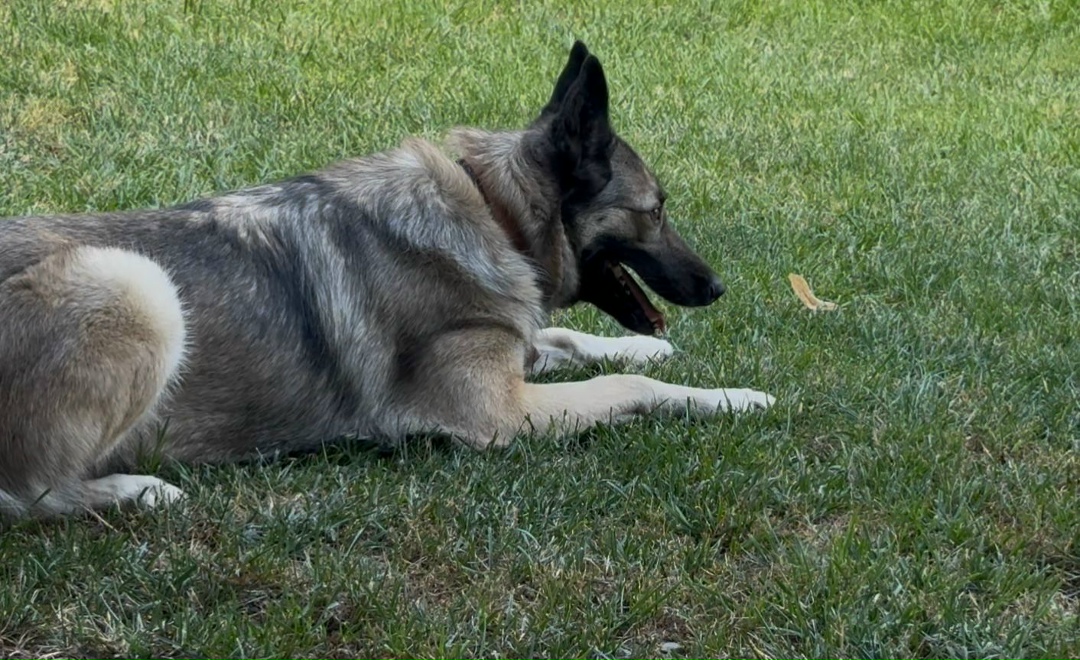 Пропала собака в Майкопе — фото объявления