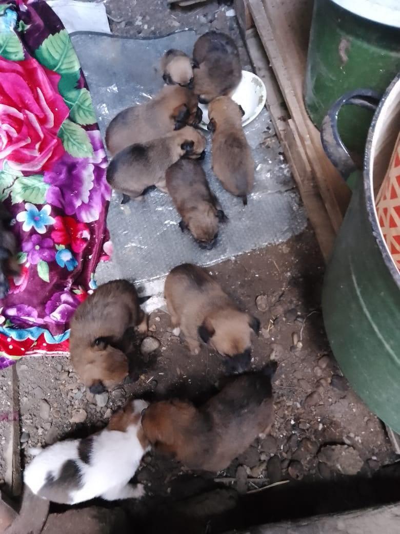 Пропала собака в Майкопе — фото объявления