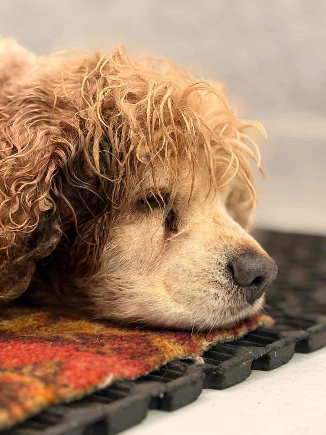 Найдена собака в Майкопе — фото объявления