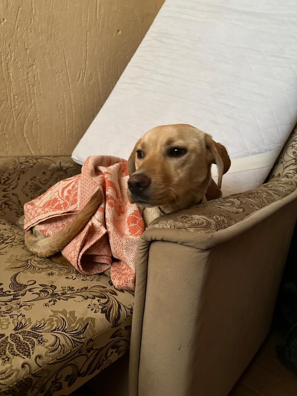 Найдена собака в Майкопе — фото объявления