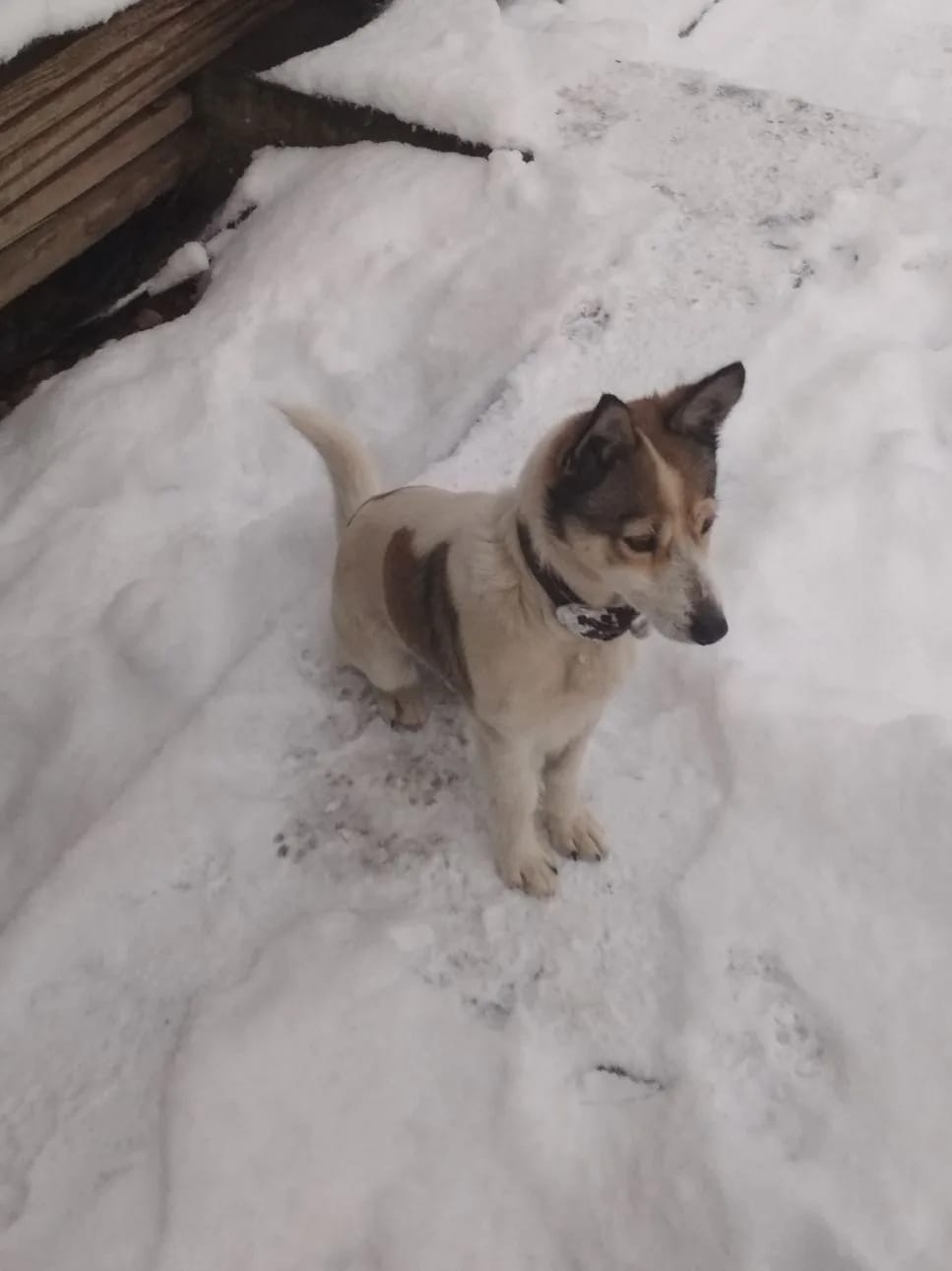 Пропала собака в Майкопе — фото объявления