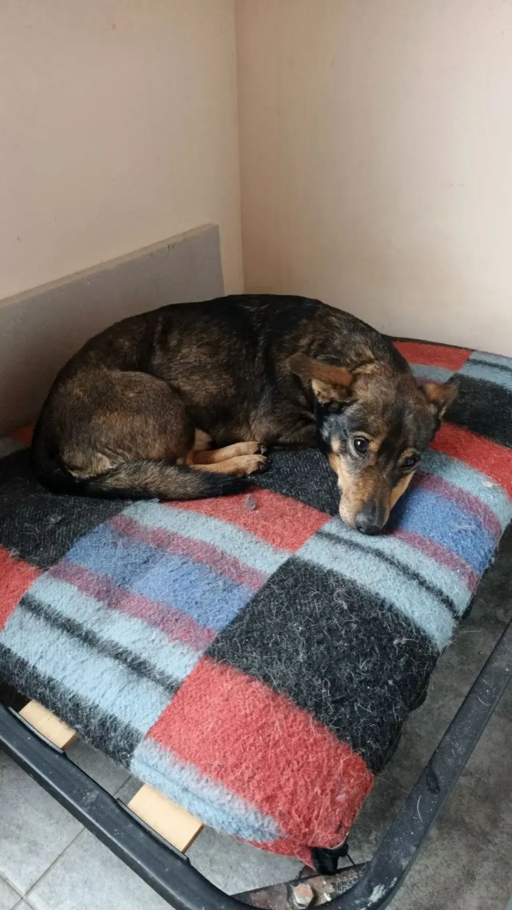 Пропала собака в Майкопе — фото объявления