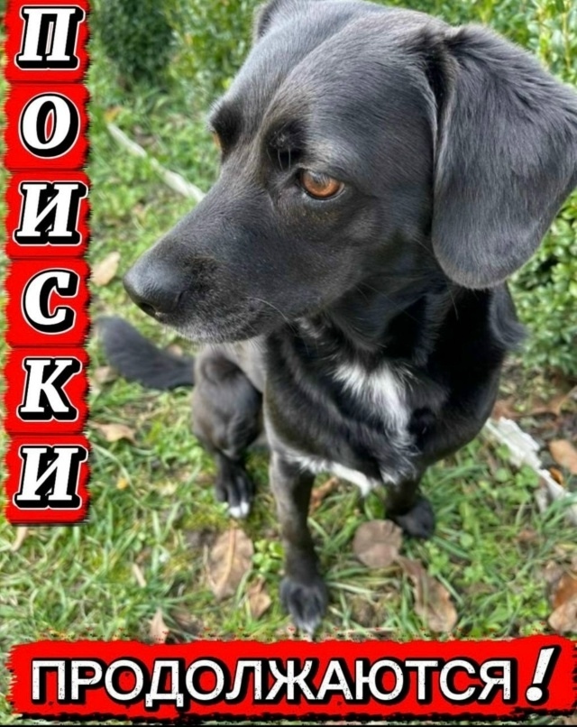 Найдена собака в Майкопе — фото объявления