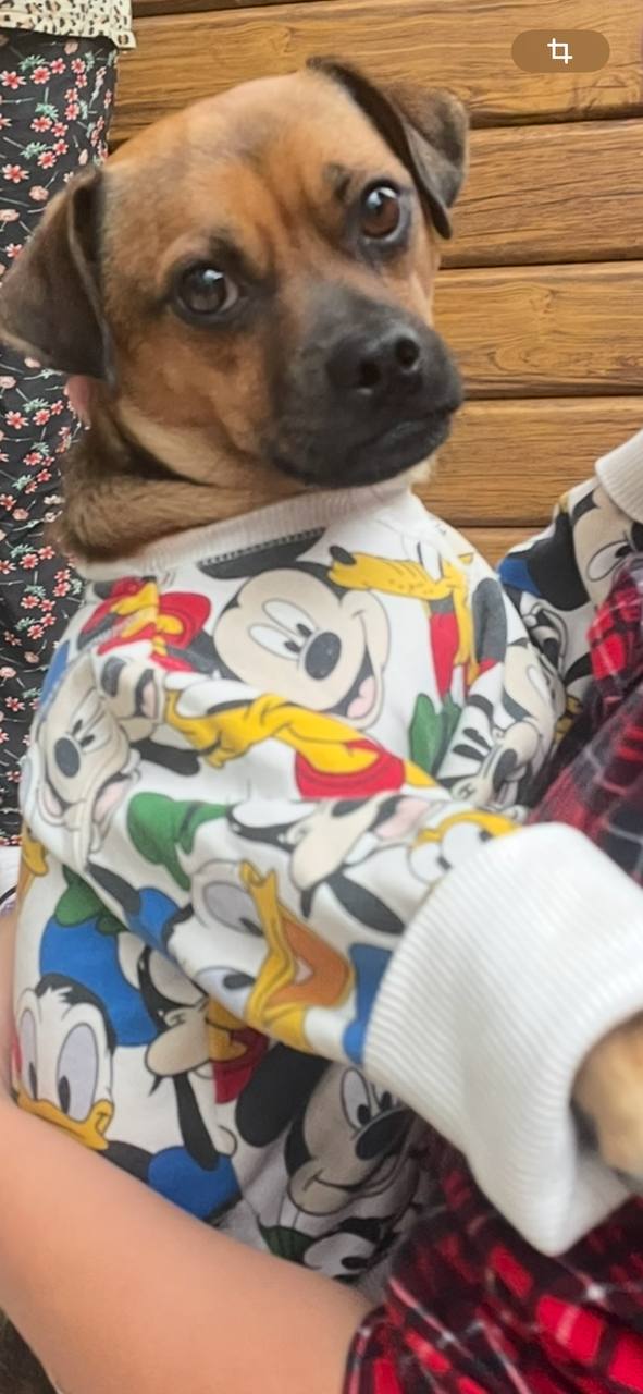 Пропала собака в Майкопе — фото объявления