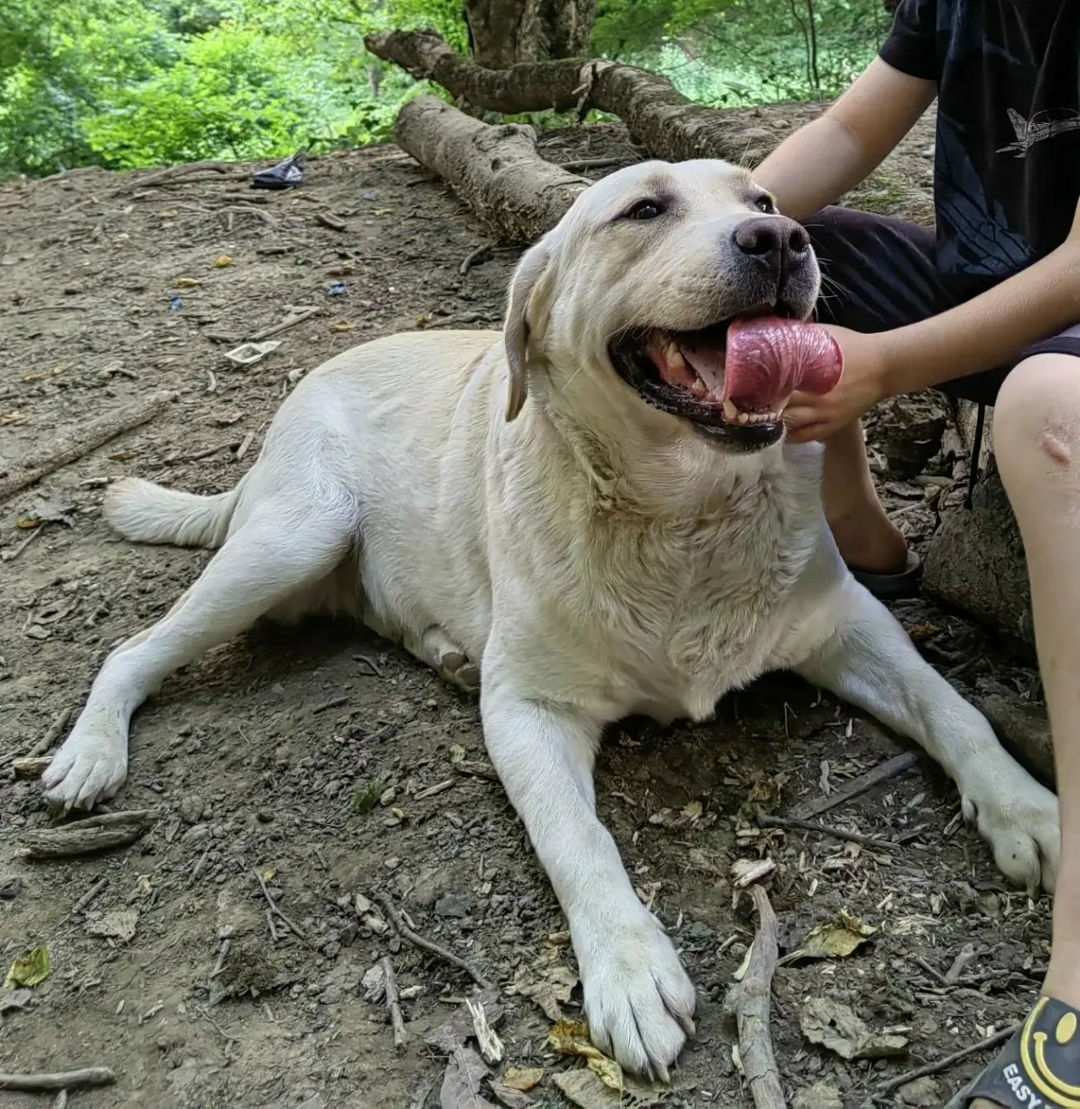 Пропала собака в Майкопе — фото объявления