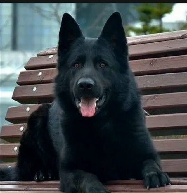 Пропала собака в Майкопе — фото объявления