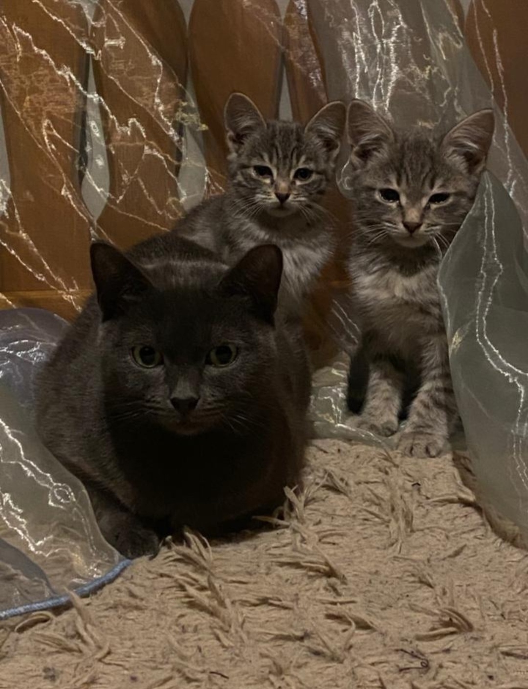 Найдена кошка в Майкопе — фото объявления