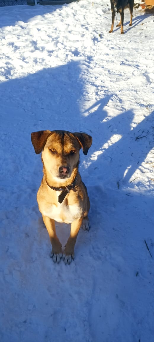 Пропала собака в Майкопе — фото объявления