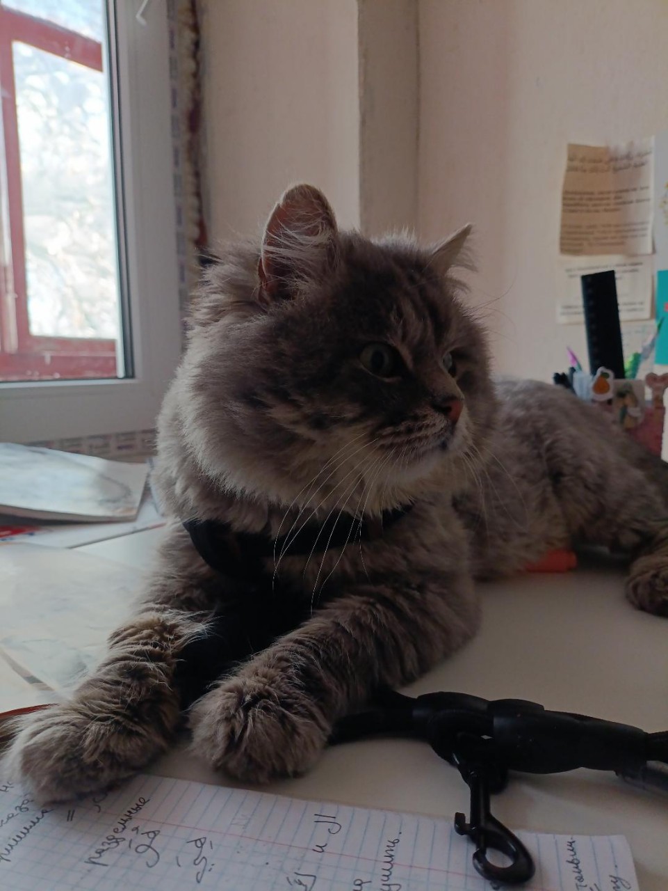 Пропала кошка в Майкопе — фото объявления
