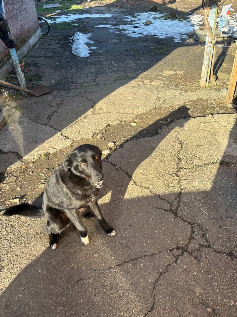 Пропала собака в Майкопе — фото объявления