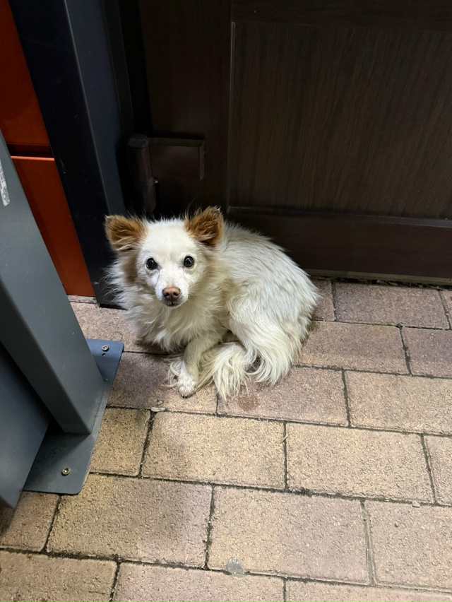 Пропала собака в Майкопе — фото объявления