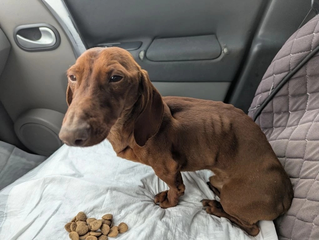 Найдена собака в Майкопе — фото объявления